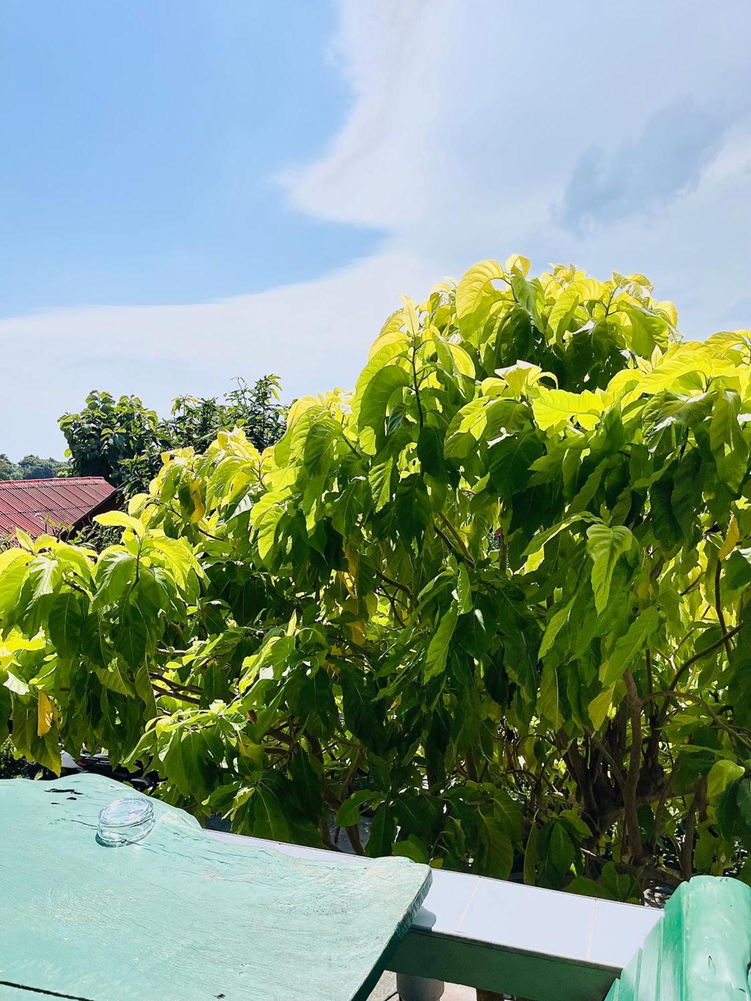 Vila Tanouy Garden Baan Khai Exteriér fotografie